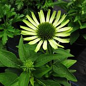 Echinacea Green Jewel 175 Echinacea Green Jewel 175