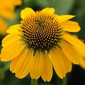 Echinacea Sombrero Lemon Yellow 175 Echinacea Sombrero Lemon Yellow 175