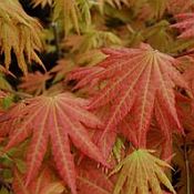 Acer shirasawanum Autumn Moon 175 best Acer shirasawanum Autumn Moon 175 best