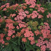 Achillea mill 'Apricot Delightt' Achillea mill 'Apricot Delightt'