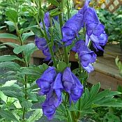 Aconitum carmichaelii 'Arendsii' Aconitum carmichaelii 'Arendsii'