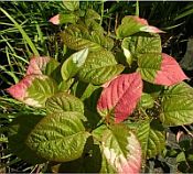 Actinidia kolomikta 'Arctic Beauty' Actinidia kolomikta 'Arctic Beauty'