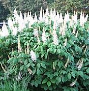 Aesculus parviflora Aesculus parviflora