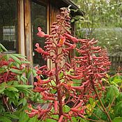 Aesculus parv. 175 1 Aesculus parv. 175 1