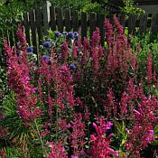 Agastache Bolero 175 Agastache Bolero 175
