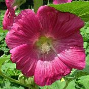 Alcea fic hybd Single Mix Alcea fic hybd Single Mix