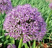 Allium 'Gladiator' Allium 'Gladiator'