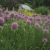 Allium Allium
