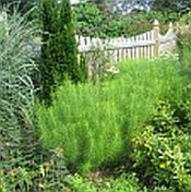 Amsonia hubrichtii Amsonia hubrichtii