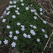 Anemone nemorosa Anemone nemorosa
