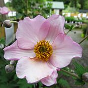 Anemone t Robust 175 best Anemone t Robust 175 best