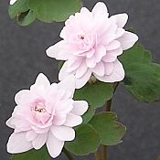 Anemonella thal. 'Cameo' Anemonella thal. 'Cameo'