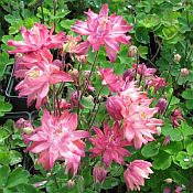 Aquilegia Clementine Sal-rose Aquilegia Clementine Sal-rose