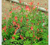 Aquilegia canadensis Aquilegia canadensis
