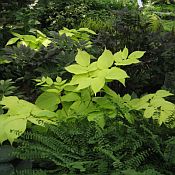 Aralia Sun King 175 Aralia Sun King 175