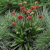 Armeria pseudarmeria Ballerina Red 175 Armeria pseudarmeria Ballerina Red 175