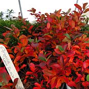 Aronia Low Scape Mound Aronia Low Scape Mound