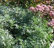Artemisia 'Powis Castle' Artemisia 'Powis Castle'