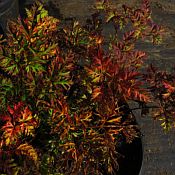 Aruncus aethu fall color 10-16 175 Aruncus aethu fall color 10-16 175