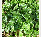 Asarum europeum Asarum europeum