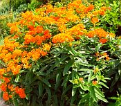 Asclepias tuberosa Asclepias tuberosa