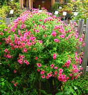 Aster 'Alma' Aster 'Alma'