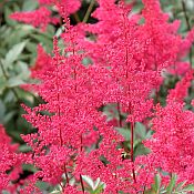 Astilbe 'Montgomery' Astilbe 'Montgomery'