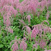 Astilbe 'Ostrich Plume' Astilbe 'Ostrich Plume'
