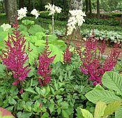 Astilbe chinensis 'Visions in Red' Astilbe chinensis 'Visions in Red'
