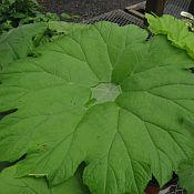Astilboides tabularis Astilboides tabularis