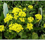 Aurinia saxitilis 'Compacta' Aurinia saxitilis 'Compacta'