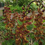 Baptisia Decadence Cherries Jubilae Baptisia Decadence Cherries Jubilae