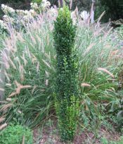 Buxus semp. 'Grabam Blandy' Buxus semp. 'Grabam Blandy'