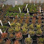 Calluna - Erica 2013 175 Calluna - Erica 2013 175