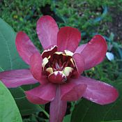 Calycanthus Aphrodite Calycanthus Aphrodite