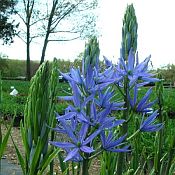 Camassia leichtlinii Camassia leichtlinii