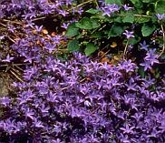 Campanula poscharskyana 'Blue Waterfall' Campanula poscharskyana 'Blue Waterfall'