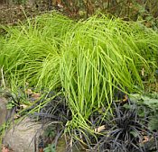 Carex elata 'Bowles Golden' Carex elata 'Bowles Golden'