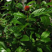 Cephalanthus occidentalis 175 2016 Cephalanthus occidentalis 175 2016
