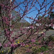 Cercis canadensis 175 Cercis canadensis 175
