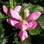 Chelone l. 'Hot Lips' Chelone l. 'Hot Lips'