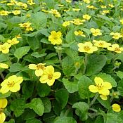 Chrysogonum v Nor Singer Form Chrysogonum v Nor Singer Form