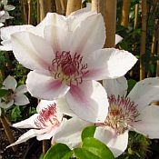 Clematis Corinne 175 Clematis Corinne 175