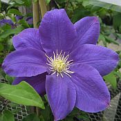Clematis Diana's Delight 175 2015 Clematis Diana's Delight 175 2015