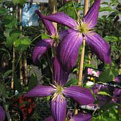 Clematis Happy Jack 175 Clematis Happy Jack 175