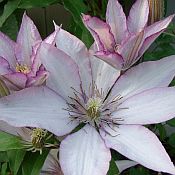 Clematis Samaritan Jo 175 Clematis Samaritan Jo 175