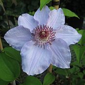Clematis Still Waters Clematis Still Waters