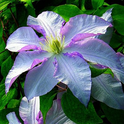 Clematis Vancouver Morning Mist400 Clematis Vancouver Morning Mist400