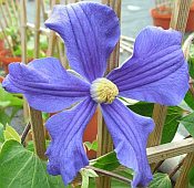 Clematis durandii 175 Clematis durandii 175