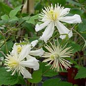 Clematis fargesioides 175 Clematis fargesioides 175